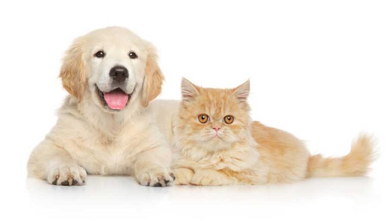 Hund oder Katze (depositphotos.com)