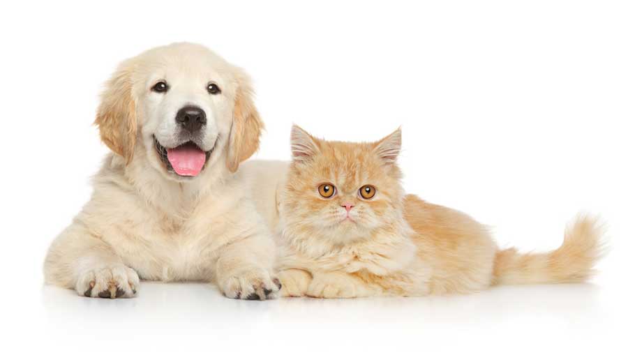 Hund oder Katze (depositphotos.com)