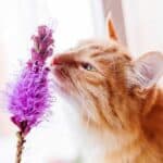Ingwerkatze riecht an Blume (depositphotos.com)