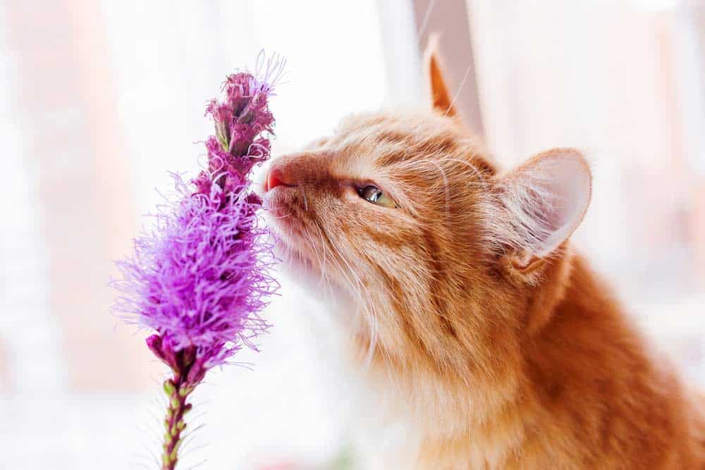 Ingwerkatze riecht an Blume (depositphotos.com)