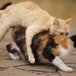 Katzenpaarung (depositphotos.com)