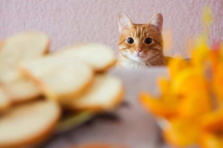 Dürfen Katzen Brot fressen (depositphotos.com)
