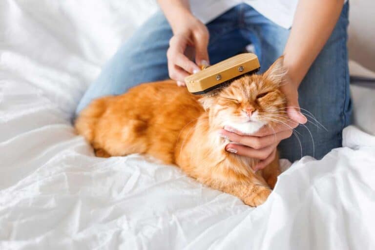 Katze bürsten (depositphotos.com)