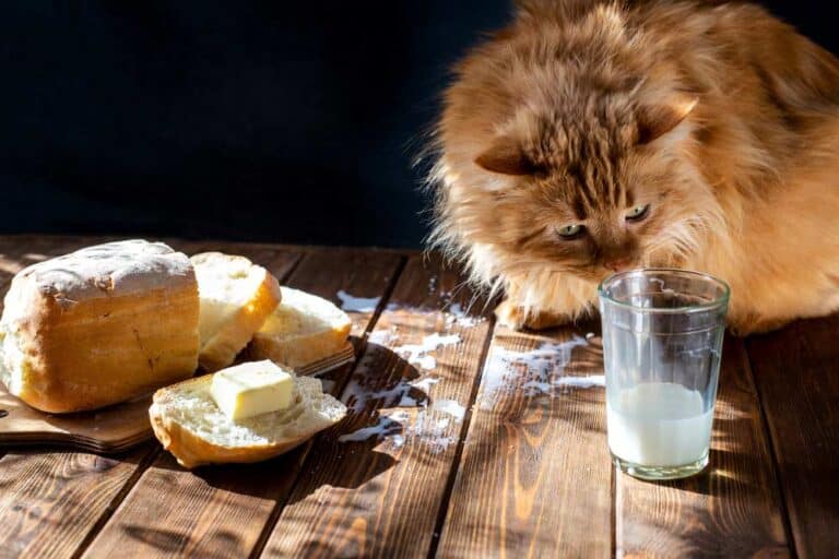 Dürfen Katzen Butter fressen (depositphotos.com)