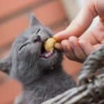 Katze frisst Cashew (depositphotos.com)