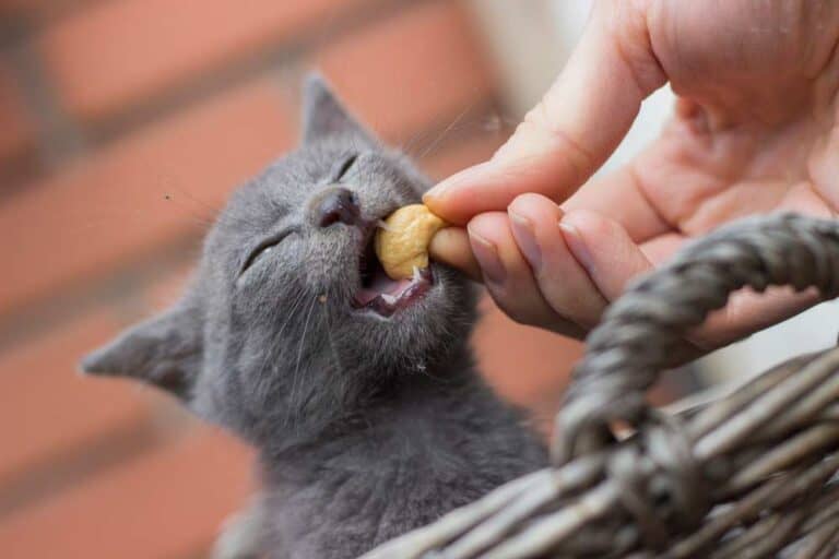 Katze frisst Cashew (depositphotos.com)