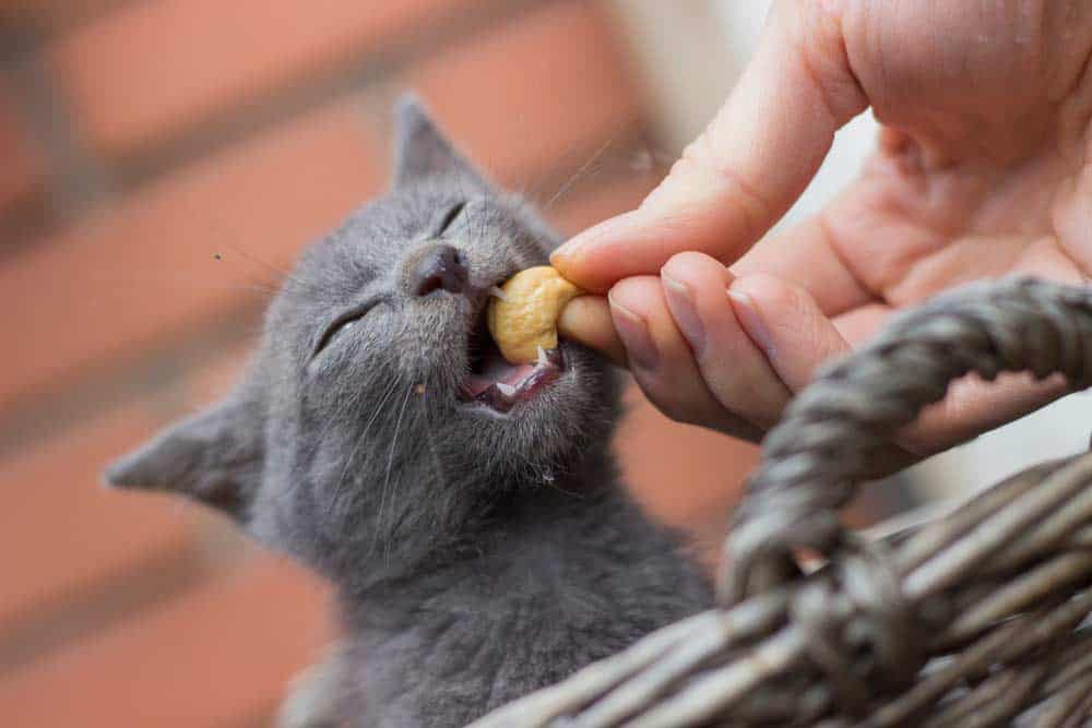 Katze frisst Cashew (depositphotos.com)