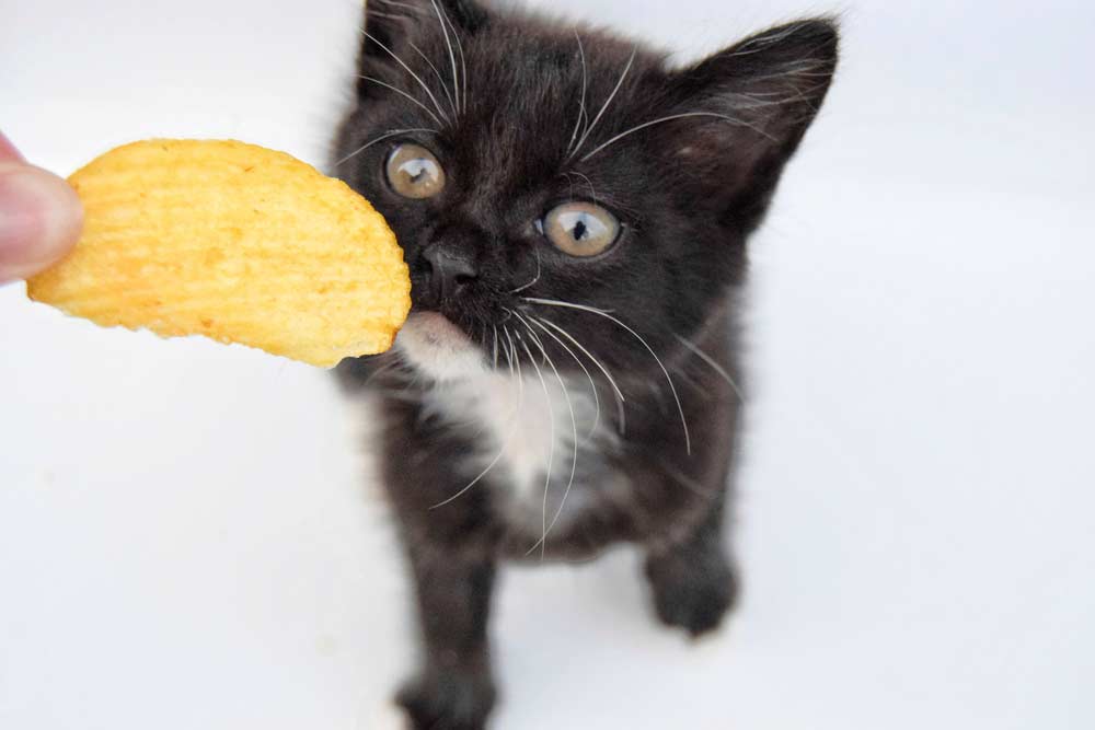Dürfen Katzen Chips fressen (depositphotos.com)