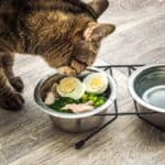 Katze ist aus einem Doppelnapf gekochte Eier (depositphotos.com)