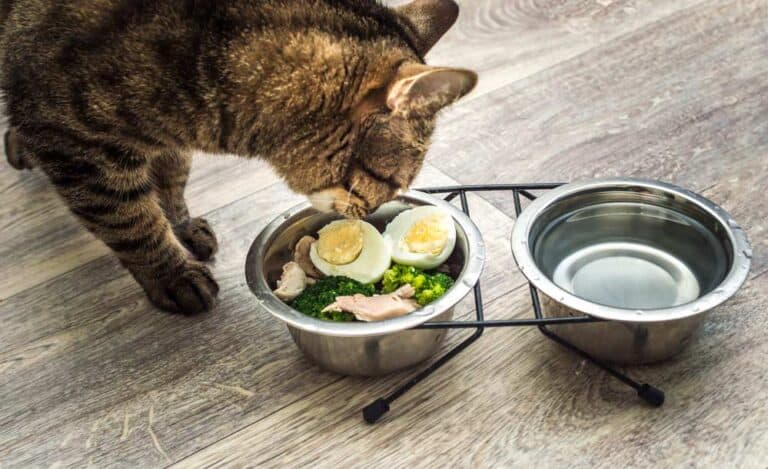 Katze ist aus einem Doppelnapf gekochte Eier (depositphotos.com)