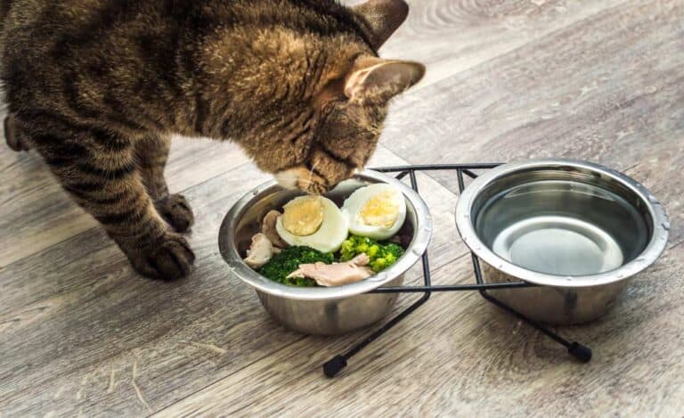 Dürfen Katzen gekochtes Hähnchen essen? - katzenparadiese.de