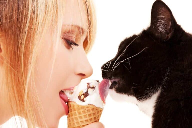 Dürfen Katzen Eis essen? (depositphotos.com)