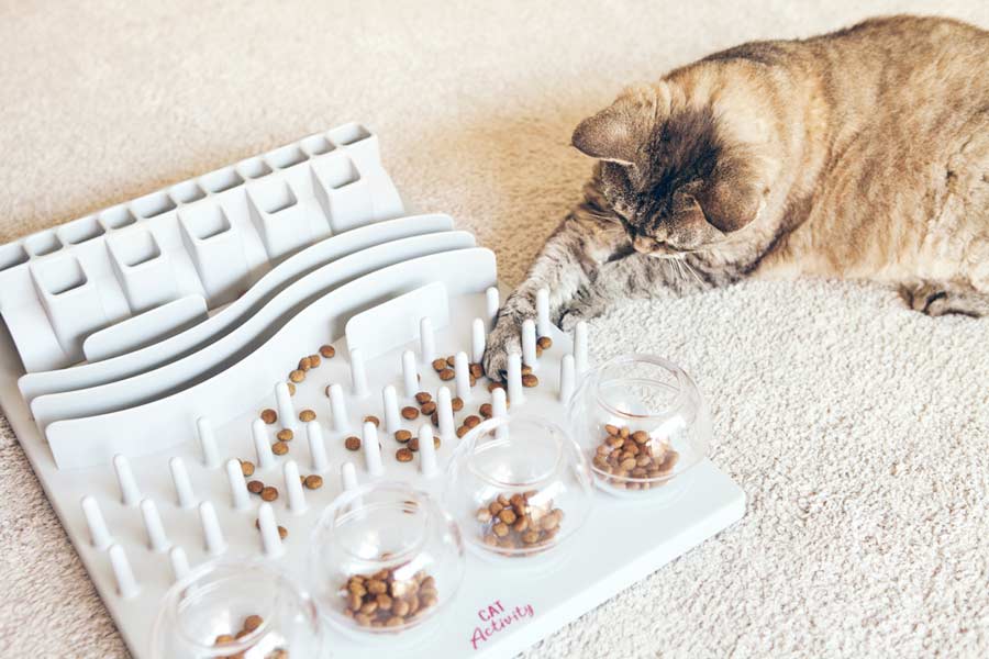 Katzen Futterspielzeug (depositphotos.com)