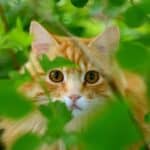 Katze beobachtet etwas im Garten (depositphotos.com)