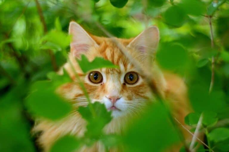 Katze beobachtet etwas im Garten (depositphotos.com)