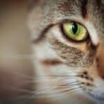 Katze mit grünen Augen (depositphotos.com)