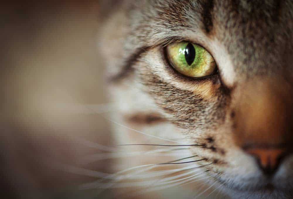 Katze mit grünen Augen (depositphotos.com)
