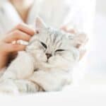 Katze Hauskatze schmust (depositphotos.com)