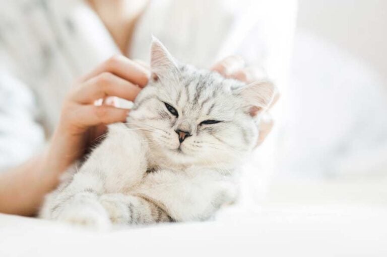 Katze Hauskatze schmust (depositphotos.com)