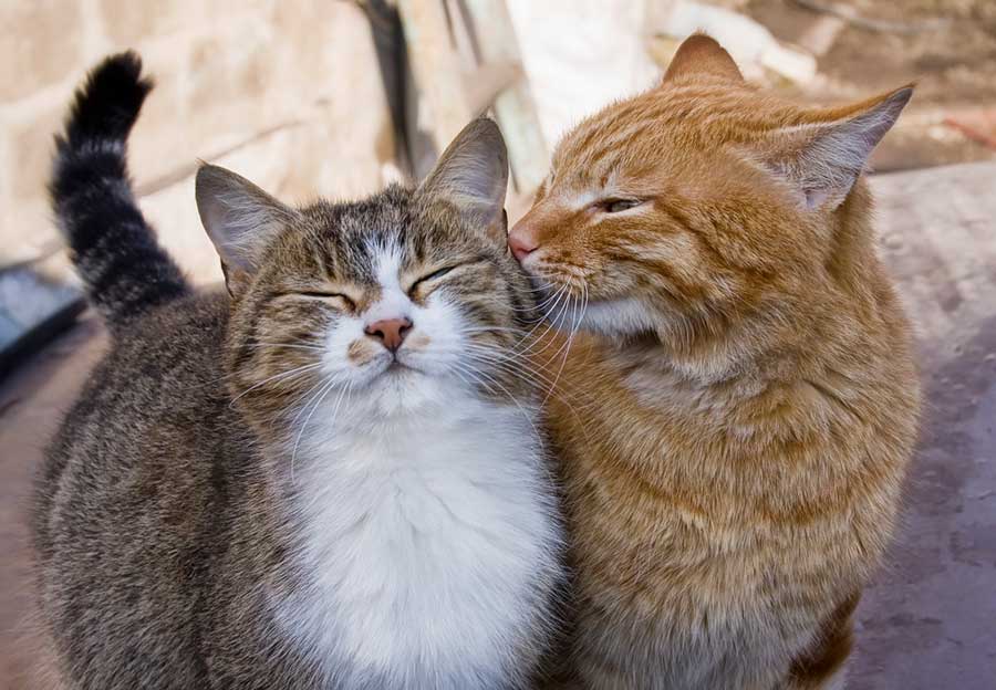 Ein oder zwei Katzen - Katze oder Kater - wichtige Fragen (depositphotos.com)