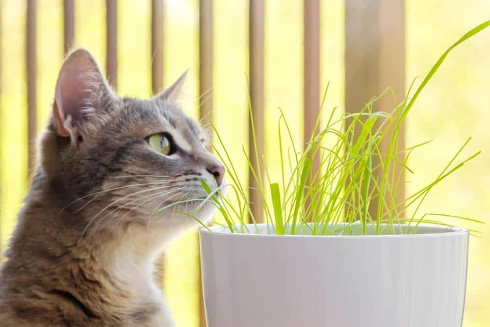 Katze frisst Katzengras (depositphotos.com)