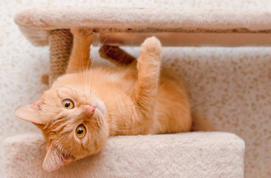 Katze spielt am Kratzbaum in der Wohnung (depositphotos.com)
