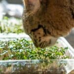 Katze will Kresse fressen - hier Gartenkresse (depositphotos.com)