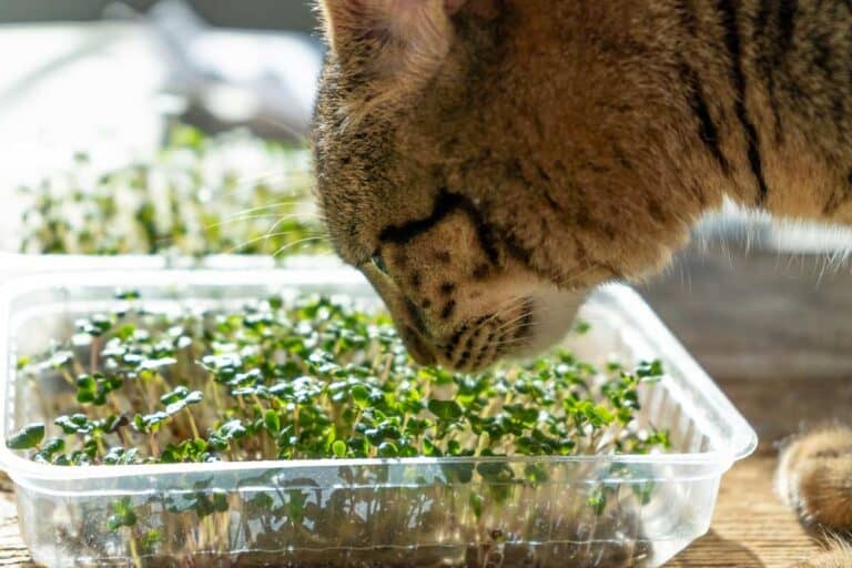 Katze will Kresse fressen - hier Gartenkresse (depositphotos.com)