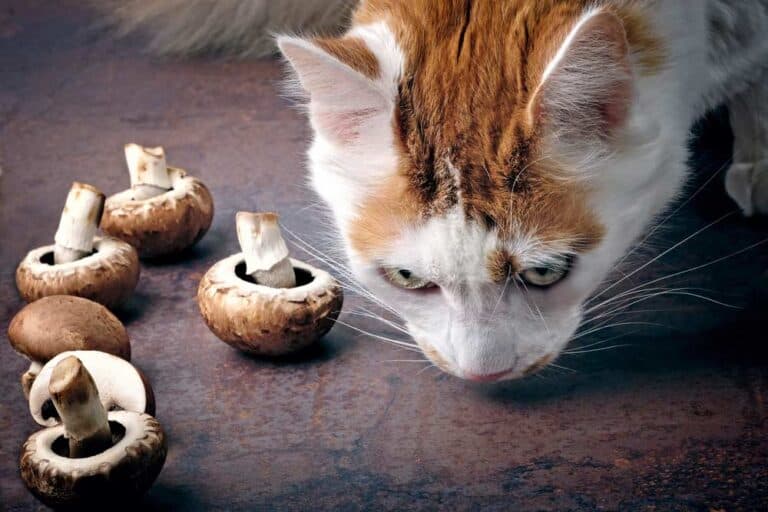 Dürfen Katzen Pilze fressen (depositphotos.com)
