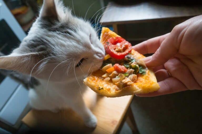 Dürfen Katzen Pizza fressen (depositphotos.com)