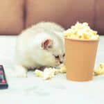 Dürfen Katzen Popcorn fressen (depositphotos.com)