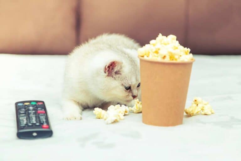 Dürfen Katzen Popcorn fressen (depositphotos.com)
