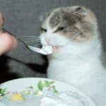 Katze frisst Quark (depositphotos.com)