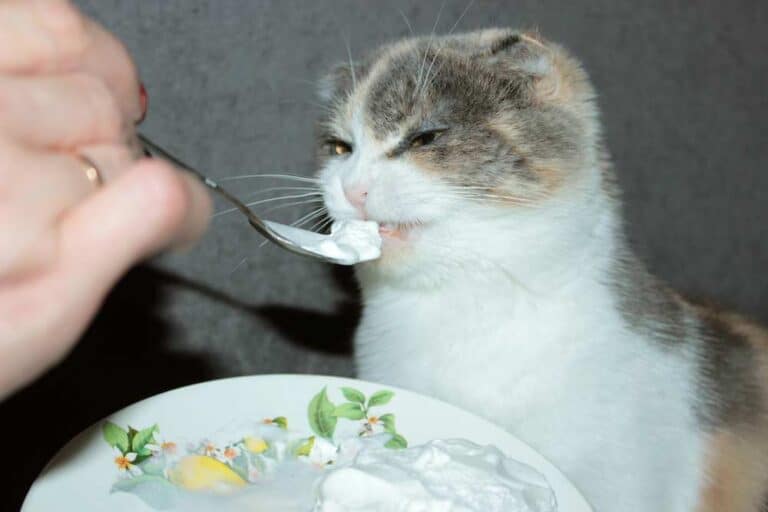 Katze frisst Quark (depositphotos.com)