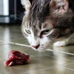 Katze frisst rohes Fleisch (depositphotos.com)