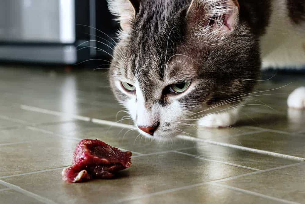 Katze frisst rohes Fleisch (depositphotos.com)
