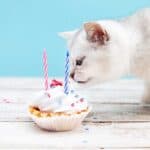 Katze will Sahne essen (depositphotos.com)