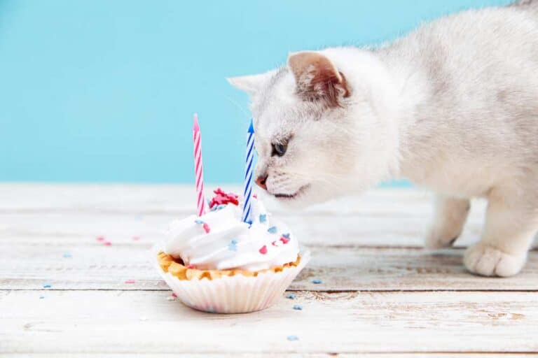 Katze will Sahne essen (depositphotos.com)