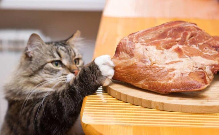 Katze möchte Schweinefleisch vom Tisch stibitzen (depositphotos.com)