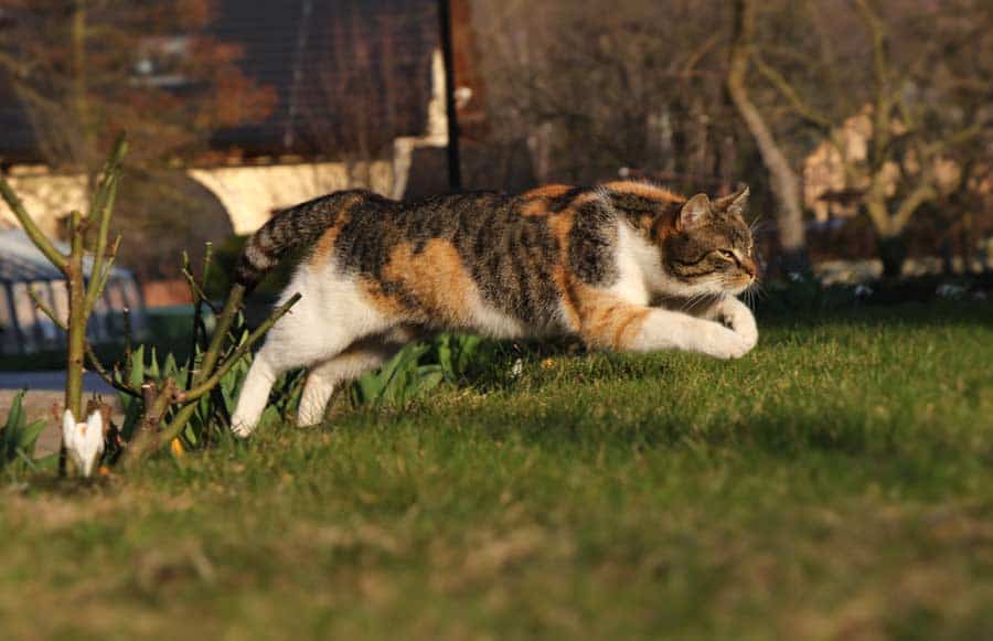 Katze springt (depositphotos.com)