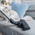 Katze-Staubsauger gegen Tierhaare (depositphotos.com)