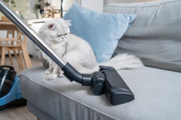 Katze-Staubsauger gegen Tierhaare (depositphotos.com)