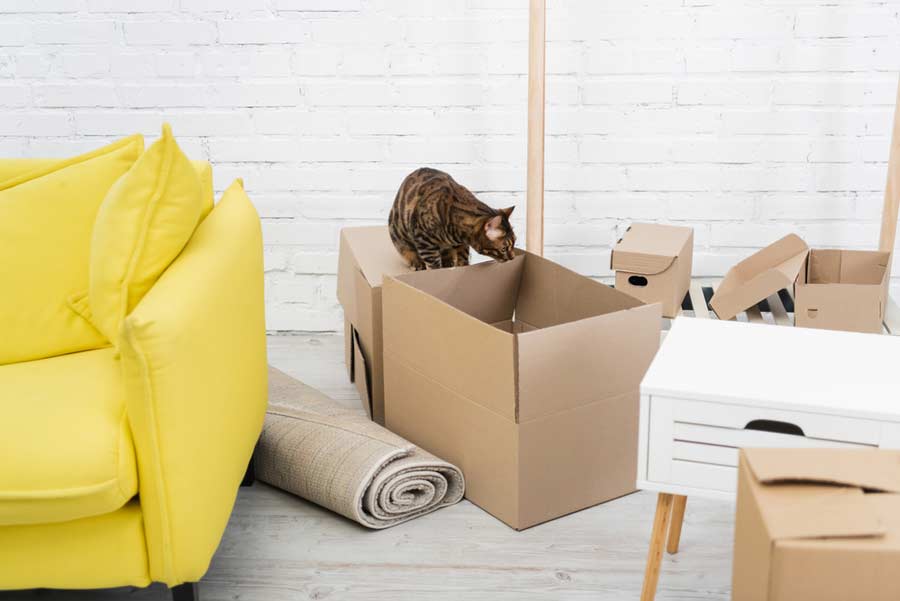 Wann Katze nach Umzug rauslassen (depositphotos.com)