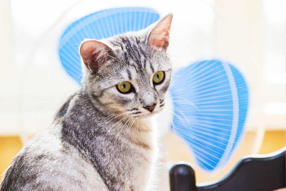 Katze abkühlen - hier mit Ventilator - da sind aber einige Punkte zu beachten (depositphotos.com)