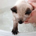 Katze baden (depositphotos.com)
