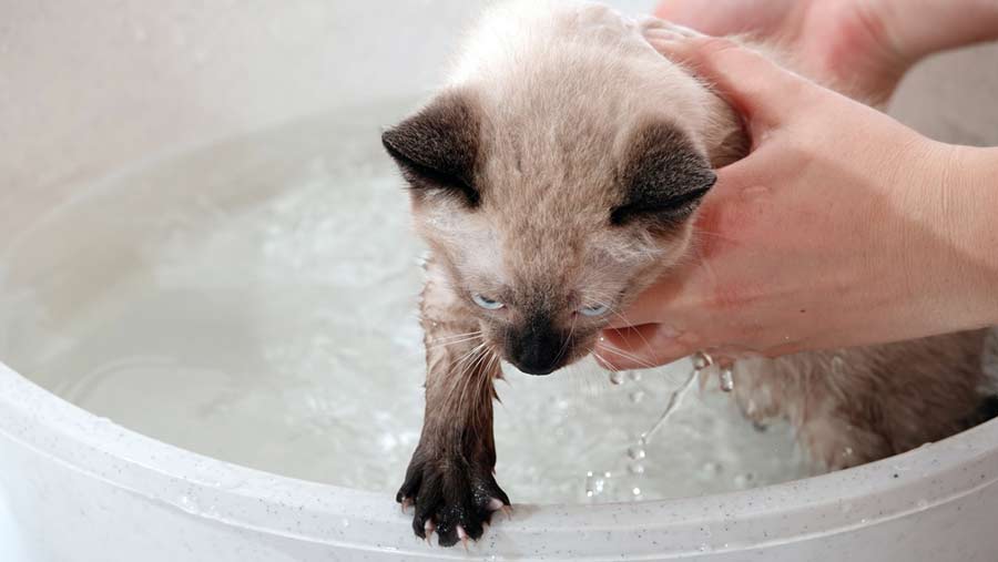 Katze baden (depositphotos.com)