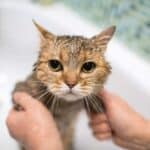Katze im Wasserbad (depositphotos.com)