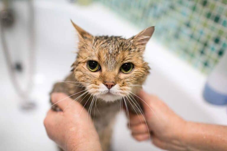 Katze im Wasserbad (depositphotos.com)