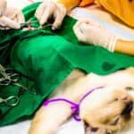 Katze bei Sterilisation (depositphotos.com)