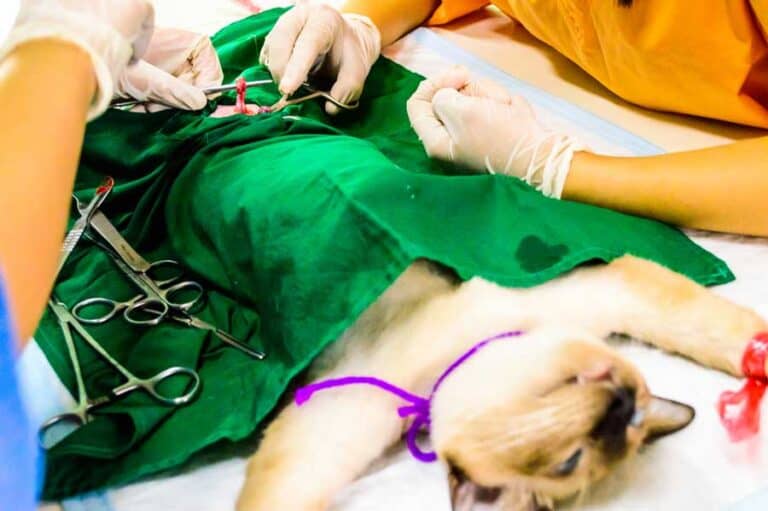 Katze bei Sterilisation (depositphotos.com)